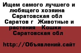Ищем самого лучшего и любящего хозяина - Саратовская обл., Саратов г. Животные и растения » Кошки   . Саратовская обл.